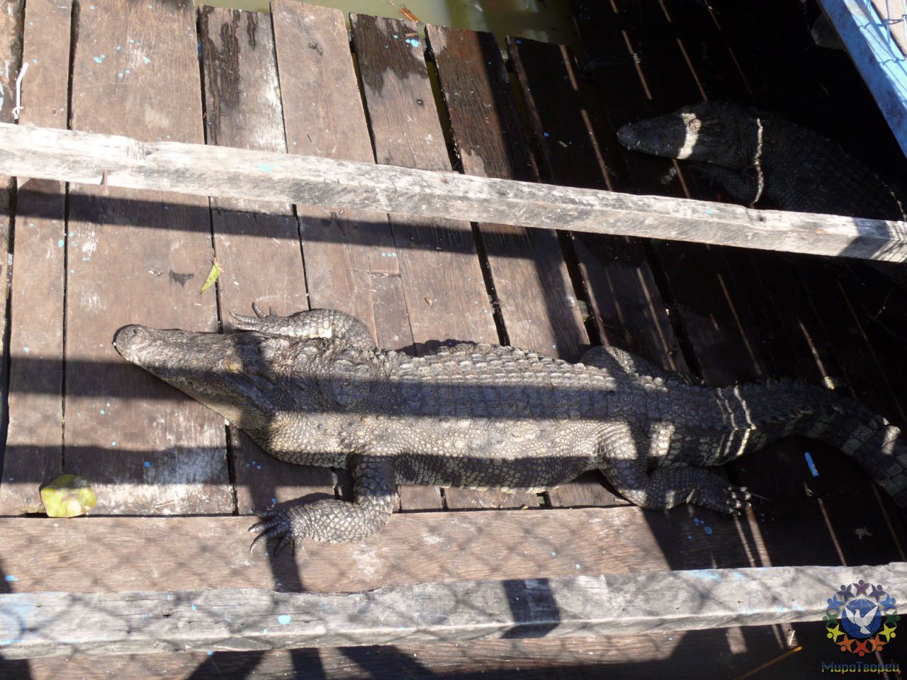 Озеро кишит крокодилами. Многие держат крокодилов в загонах. - Камбоджа декабрь 2010г.