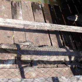 Озеро кишит крокодилами. Многие держат крокодилов в загонах. - Камбоджа декабрь 2010г.