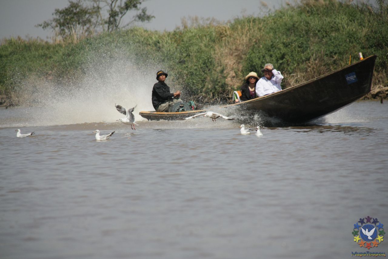 туристов много на озере, правда встречаются они друг с другом только  проезжая мисона таких вот лодках - Мьянма 2011 (виды, природа, лица) I часть