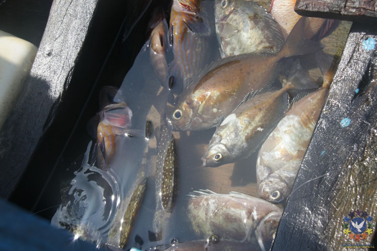 так мы рыбачили - наш улов - Мьянма 2011 (виды, природа, лица) I часть