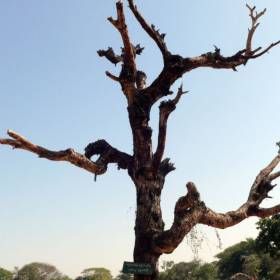 На дереве есть надпись на бирманском: «Вот к чему привела брошенная сигарета» - МЬЯНМА, февраль 2011