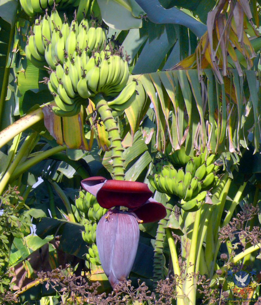 Проезжали мимо банановых плантаций - МЬЯНМА, февраль 2011