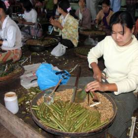 Пока мужчины-инта ловят рыбу или работают на огородах, женщины занимаются ткачеством. Шали, скатерти, платки из Инле пользуются успехом не только в Бирме, но и во всей Юго-Восточной Азии. Пряжей служат волокна из стебля лотоса. В мастерских все сохранилось таким же, как прежде - во времена, когда за станками работали матери нынешних ткачих, их бабушки и прабабушки. - МЬЯНМА, февраль 2011