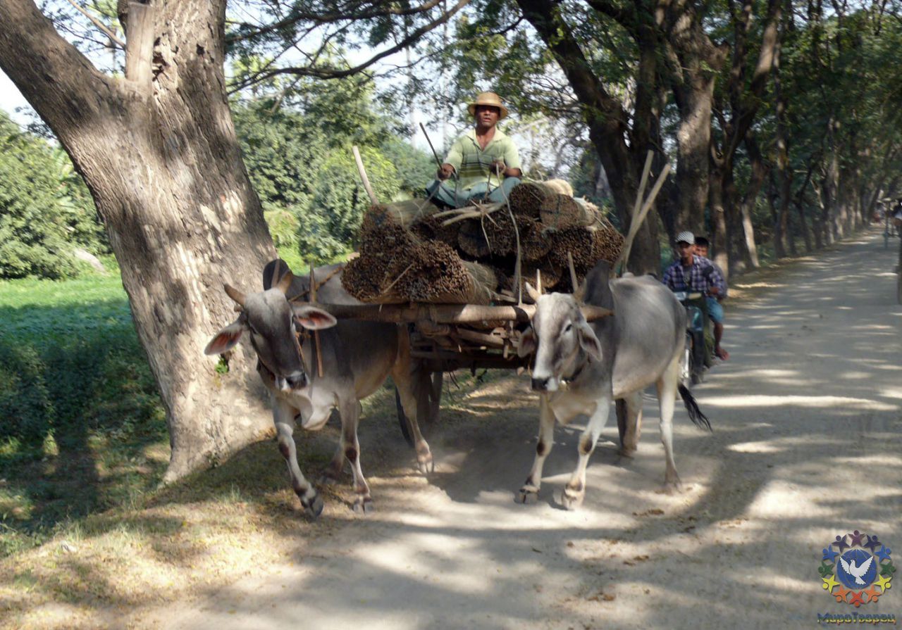Вот этих животных используют везде и как лошадей и как технику, и как еду - Мьянма 2011 (виды, природа, лица) II часть