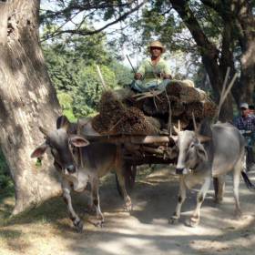 Вот этих животных используют везде и как лошадей и как технику, и как еду - Мьянма 2011 (виды, природа, лица) II часть