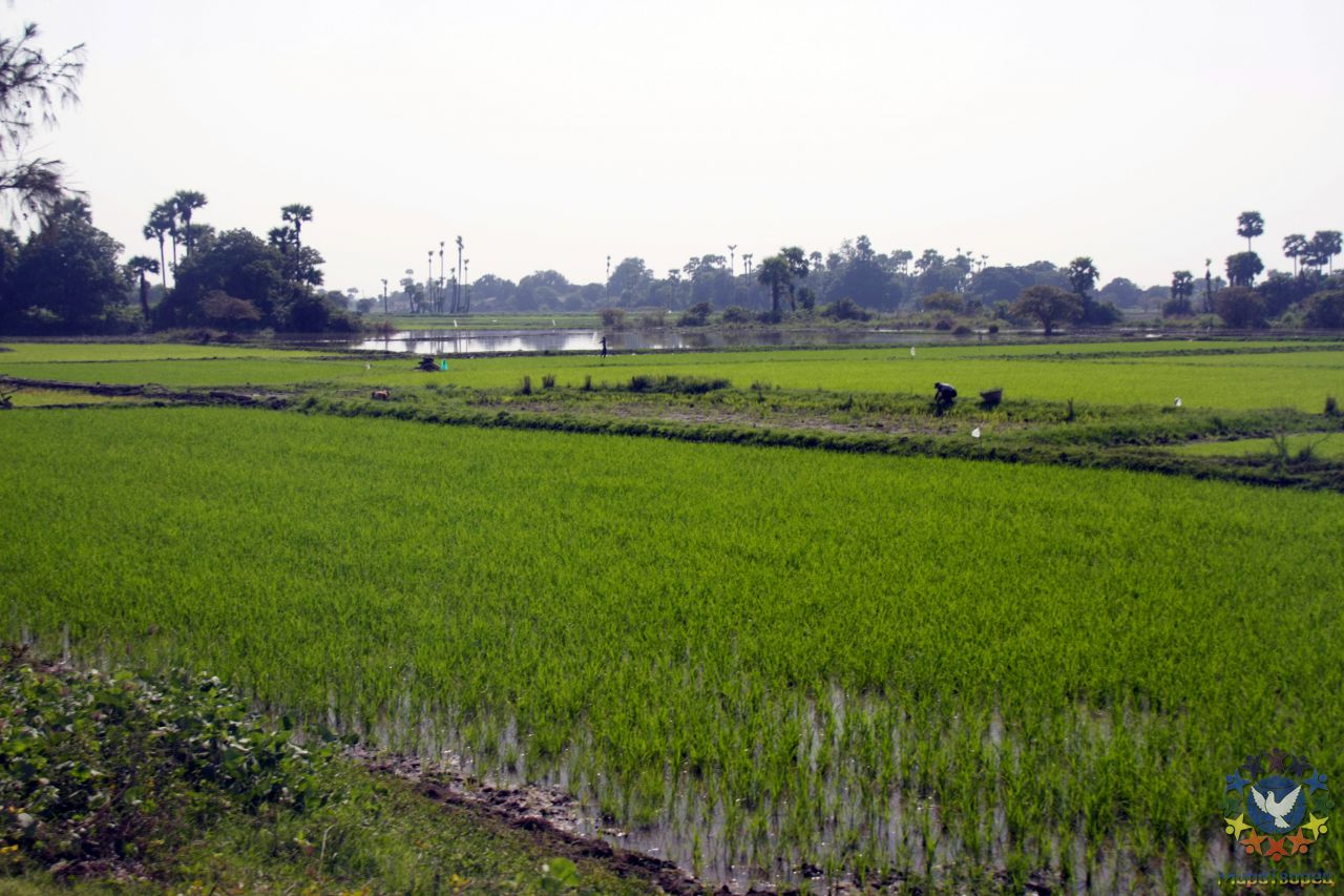 рисовые поля в окрестностях Мандалая - Мьянма 2011 (виды, природа, лица) II часть