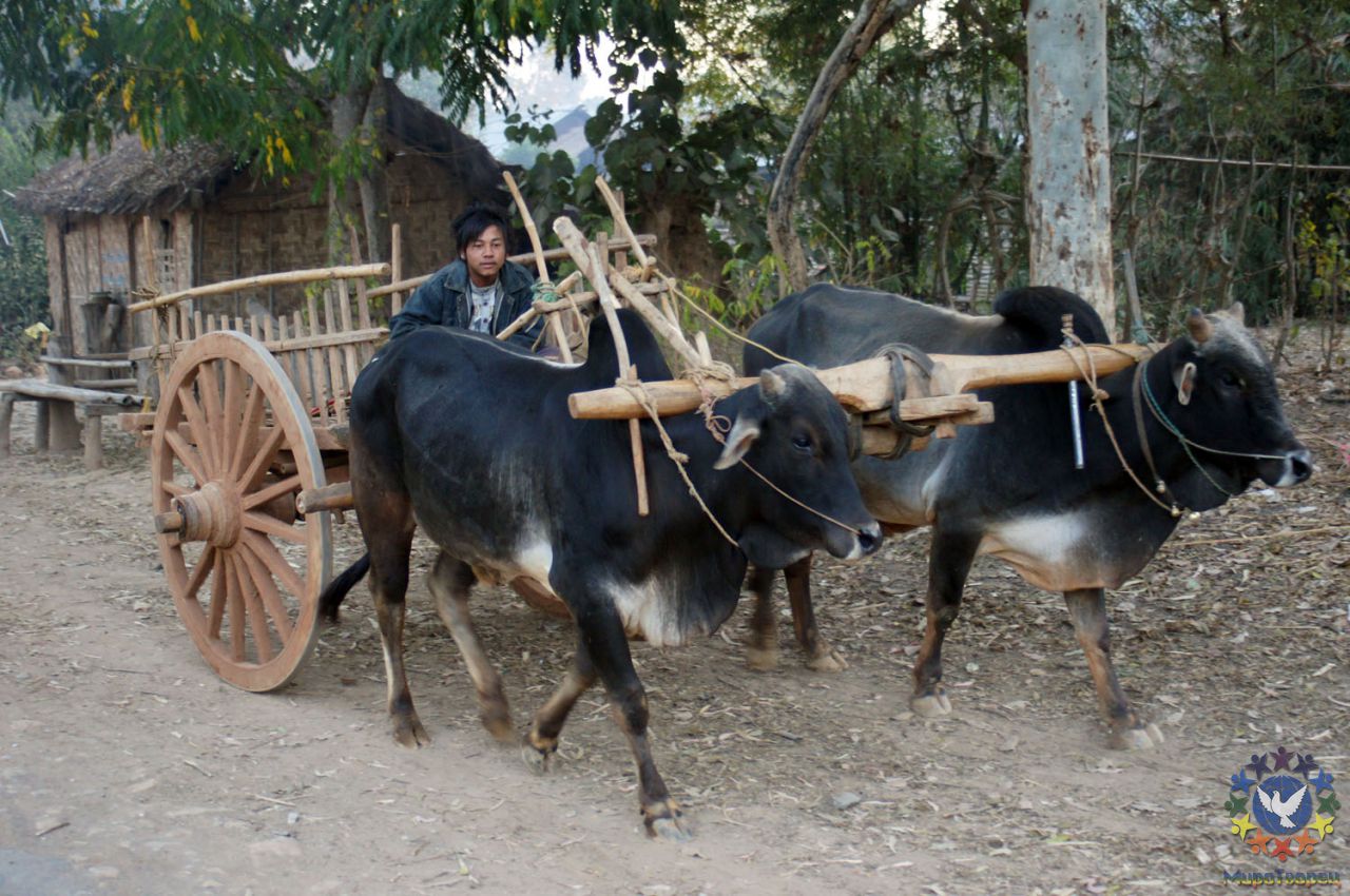 вот на таких буйволах или быках возделывают землю - Мьянма 2011 (виды, природа, лица) II часть