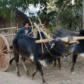 вот на таких буйволах или быках возделывают землю - Мьянма 2011 (виды, природа, лица) II часть