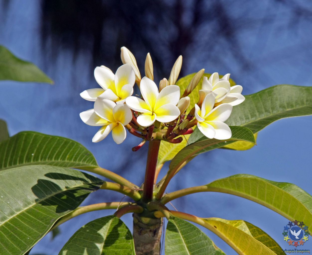 Эти цветы имеют поразительный аромат, ни с чем не сравнимый - Мьянма 2011 (виды, природа, лица) II часть