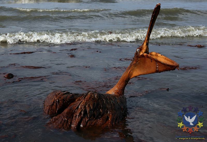 Глобальная экологическая катастрофа в мексиканском заливе