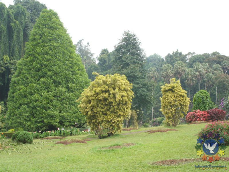 Королевский ботанический сад - Шри-Ланка, Игорь Устабаши