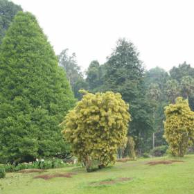 Королевский ботанический сад - Шри-Ланка, Игорь Устабаши