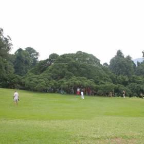 Королевский ботанический сад. Самый большой фикус в мире. - Шри-Ланка, Игорь Устабаши