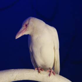 Белая ворона - как и все белое - священное на Тайланде - Тайланд. Август - Сентябрь 2011г. (Часть 1)