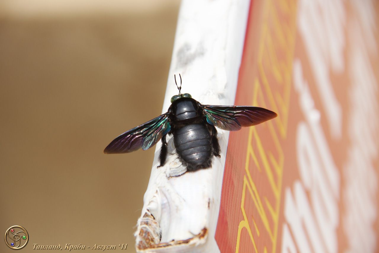 Незнаю, что это за насекомое... но оно размером со спичечную коробку - Тайланд. Август - Сентябрь 2011г. (Часть 1)