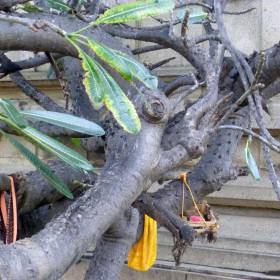 Большое манговое дерево с висящей люлькой, здесь просят о потомстве, о зачатии - группа в Индии, ноябрь 2011, часть 4 (Очищение)