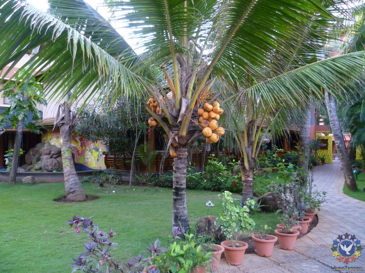отель. всё время опасалась ходить мимо кокосовых пальм, такая вот .. как прилетит на макушку... сразу всё раскроется... - группа в Индии, ноябрь 2011, часть 5 (Объединение)