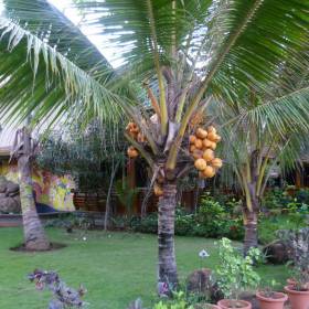 отель. всё время опасалась ходить мимо кокосовых пальм, такая вот .. как прилетит на макушку... сразу всё раскроется... - группа в Индии, ноябрь 2011, часть 5 (Объединение)