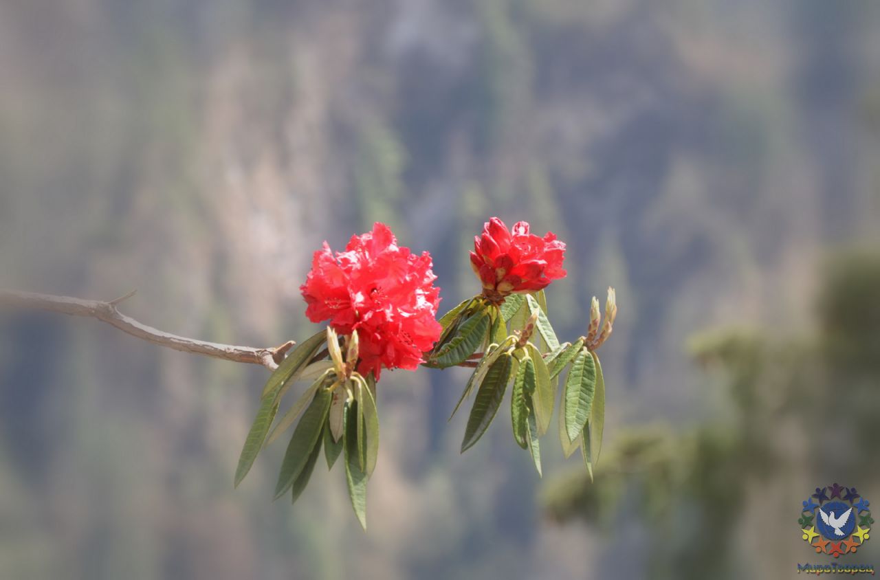горные рододендроны - Крестьянинов Владимир, группа «Радуга», Непал Аннапурна