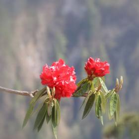 горные рододендроны - Крестьянинов Владимир, группа «Радуга», Непал Аннапурна
