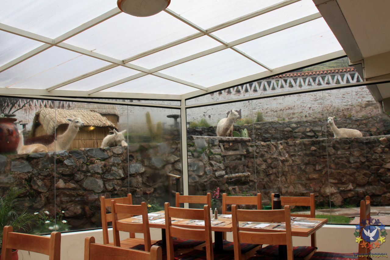 столовая отеля, в окружении альпак и лам - Зарисовки по Перу, о.Пасхи.(Виды, природа)
