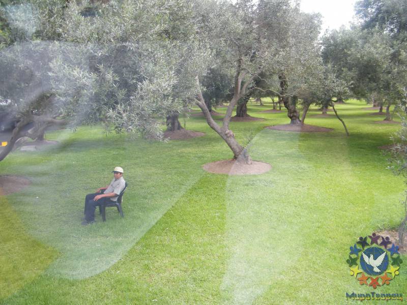 Парк оливковых деревьев - Чехомова Надежда, «Начало путешествия в Перу»