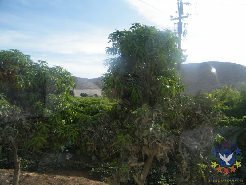 манговое дерево - Чехомова Надежда, «Продолжение путешествия в Перу»