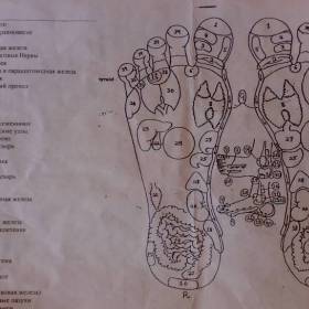 Таблица органов на руках и ногах для акупрессуры