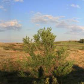 Панорама с перемычки - Аркаим. Июнь 2012г. - Природа - часть XVI