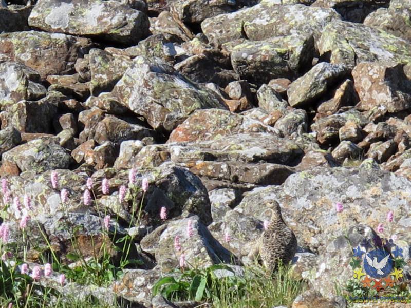 горная куропатка прячет птенцов среди камней - Поход на Конжак