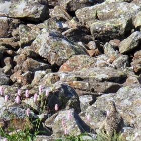 горная куропатка прячет птенцов среди камней - Поход на Конжак