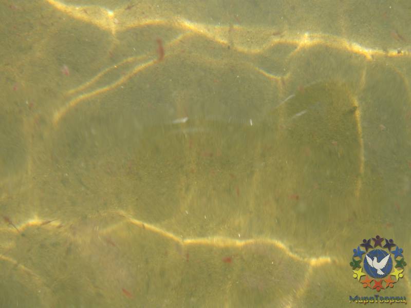 Единственные жители озера - маленькие красные горбатые рачки длиной около 1 см. Рачки называются артемия салина, класс ракообразных, семейство членистоногих. Отмирая, рачки оседают на дне озера, образуя лечебную грязь - Алтай: Озеро Большое Яровое, гора Белуха
