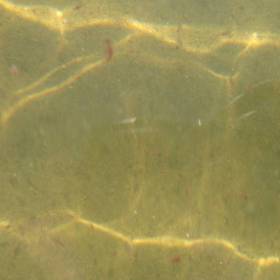 Единственные жители озера - маленькие красные горбатые рачки длиной около 1 см. Рачки называются артемия салина, класс ракообразных, семейство членистоногих. Отмирая, рачки оседают на дне озера, образуя лечебную грязь - Алтай: Озеро Большое Яровое, гора Белуха