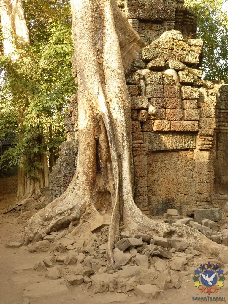 Храм Ta Prohm - это единственный нетронутый археологами и реставраторами храм, весь окутанный джунглями. - Камбоджа, январь 2012г.