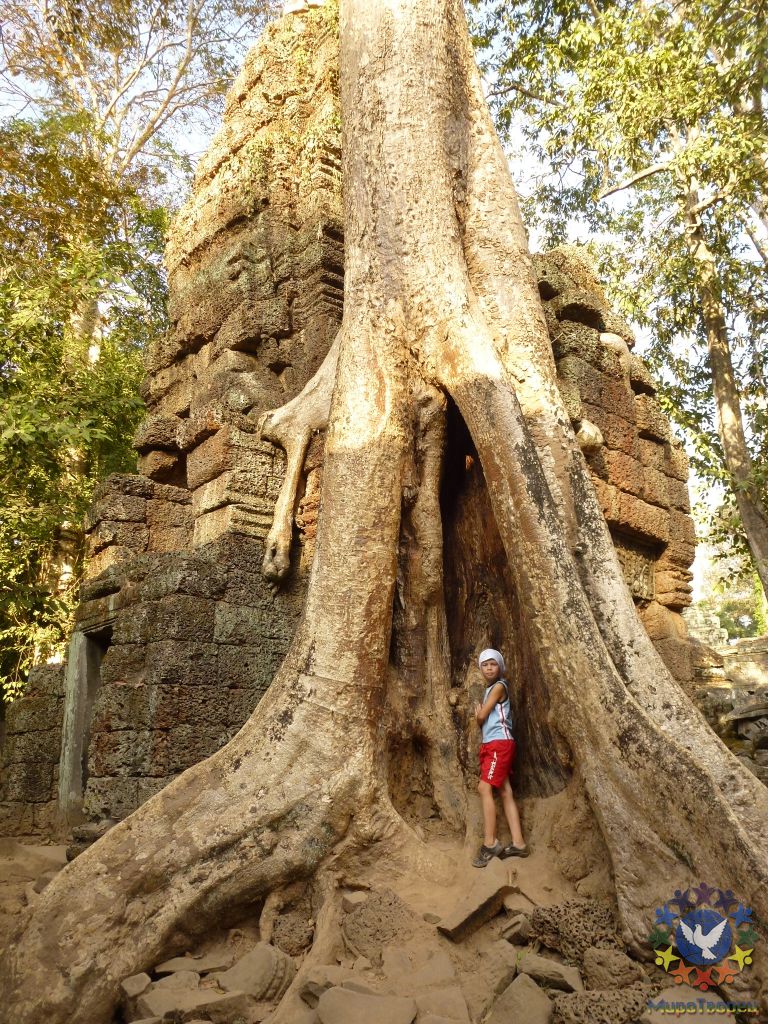 В Камбодже все чаще звучат заявления о том, что в скором времени Храм Ta Prohm будет освобожден от корней этих вековых деревьев. - Камбоджа, январь 2012г.