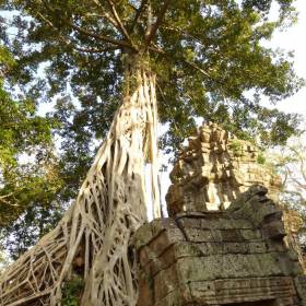 Корни деревьев обнимают стены Храма. - Камбоджа, январь 2012г.