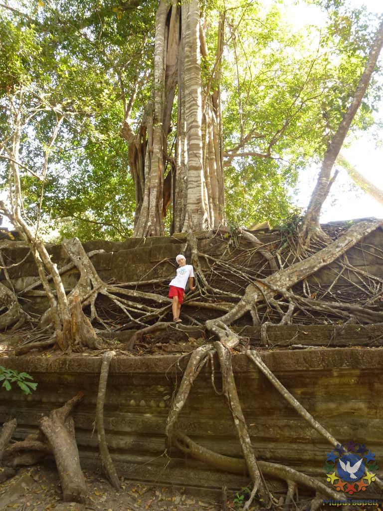 Эти живописные корни тоже скоро уберут, а пока- фото на память. - Камбоджа, январь 2012г.