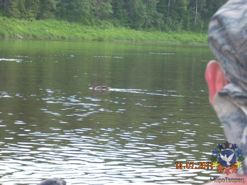 Местные  утки подплывали  совсем  рядом  и в  последний  момент  прятались  под  воду. - Путешествие  по  реке  Чусовая.  Лето 2011