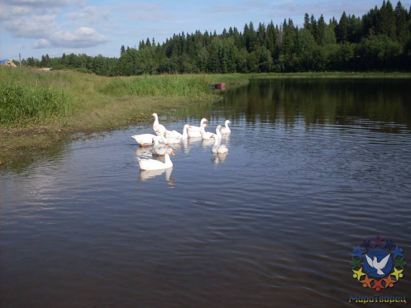 А   это  гуси....достаточно  агрессивные,  чужих  не  пустят - Путешествие  по  реке  Чусовая.  Лето 2011
