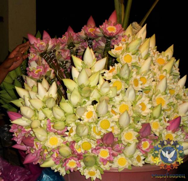 Лотосы.Живые цветы для Будды. - Таиланд, Камбоджа.