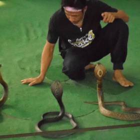 Шоу змей. - Таиланд, Камбоджа.
