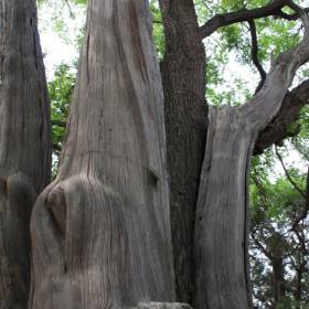 Дерево Дружба, видно как одно дерево растет из другого - хотя деревья совсем разные - Китай. Май-июнь 2013. Часть 1, Пекин.