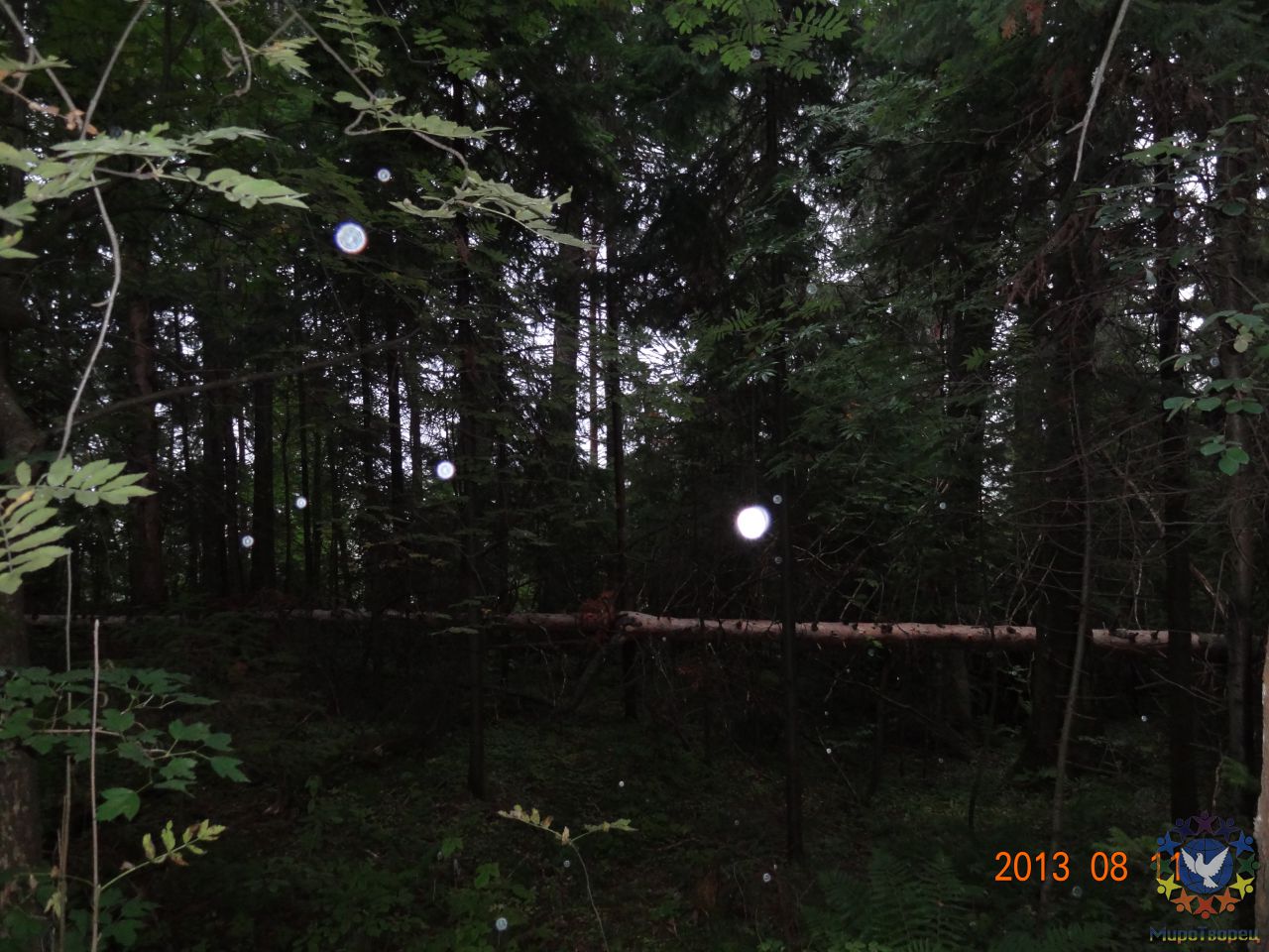 Такой лес мы увидели на рассвете - гр.Вестники. Гляденовская гора, г.Пермь, 10-11 августа 2013 г.