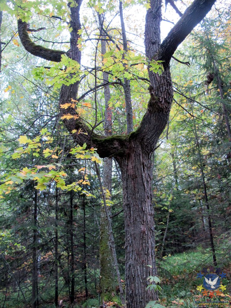 Дух леса - Хребет Малый Ямантау, день осеннего равноденствия 2013г.