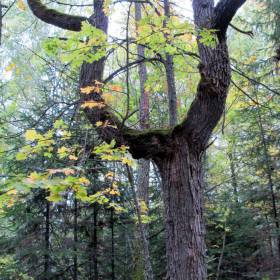 Дух леса - Хребет Малый Ямантау, день осеннего равноденствия 2013г.