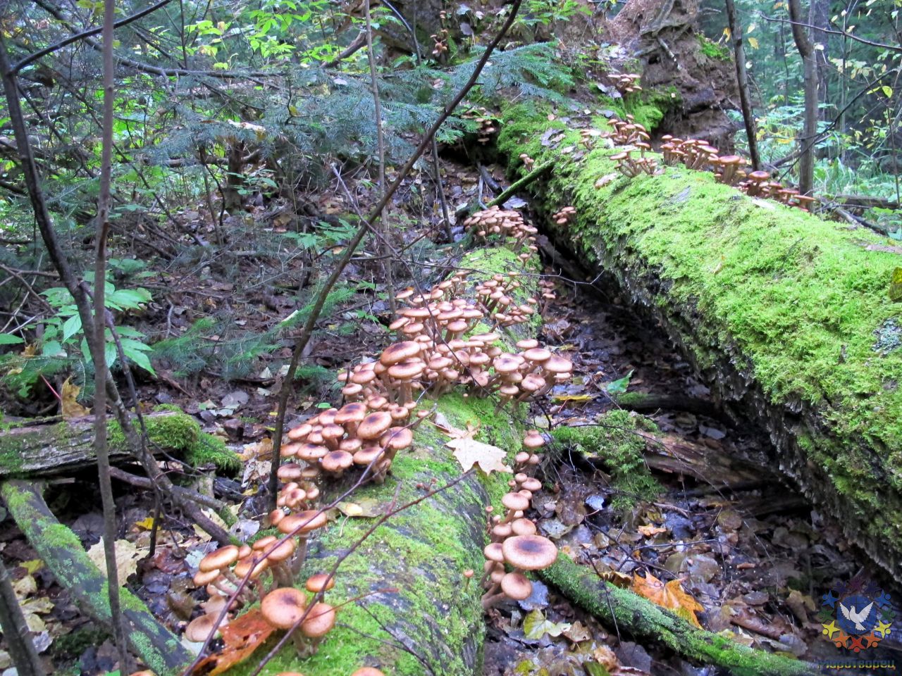 семейки грибочков - Хребет Малый Ямантау, день осеннего равноденствия 2013г.