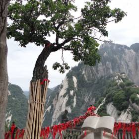 Весьма живописно смотрятся странные сосны на горе Хуаншань. - Китай. Май-июнь 2013. Часть 4. Горы Хуаншань.