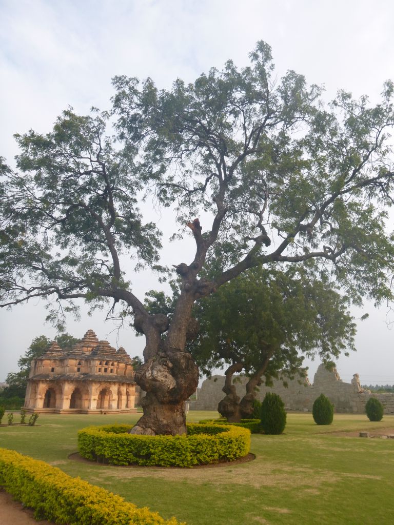 Дерево ним, слева виден Лотос-махал, павильон для отдыха цариц. - Хампи (Виджаянагара) Индия, ноябрь 2013