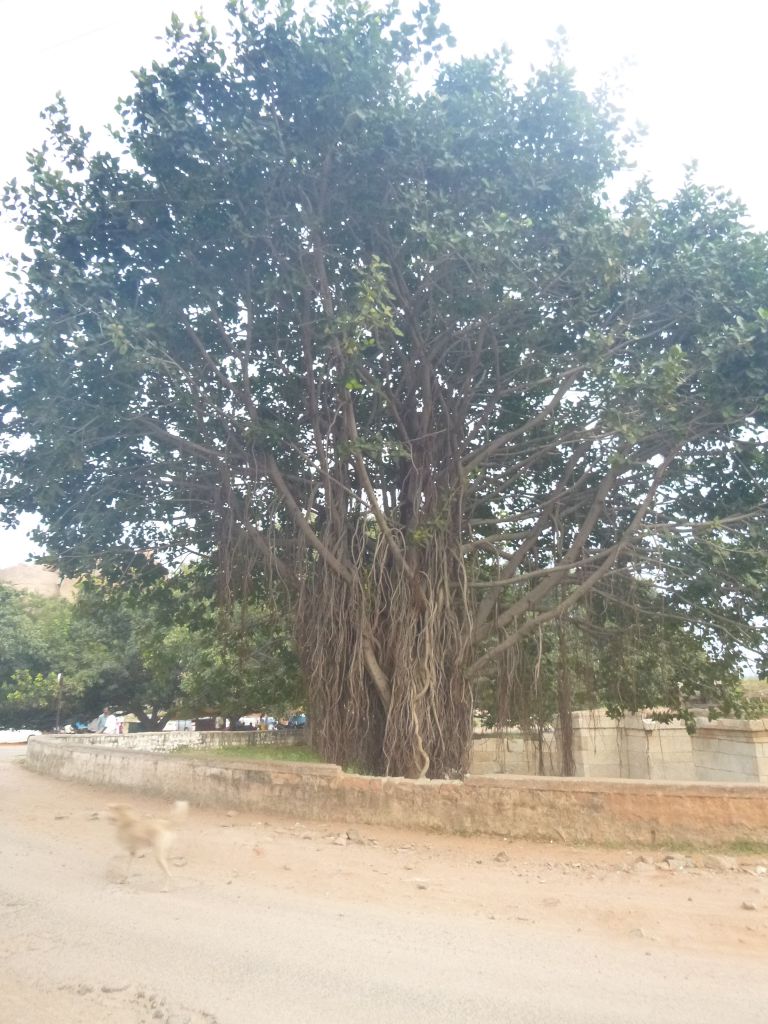 Дерево баньян. - Хампи (Виджаянагара) Индия, ноябрь 2013