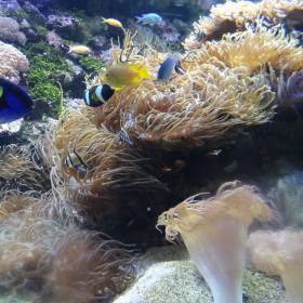 Отдельный раздел аквариума посвящен Большому Барьерному Рифу и его обитателям. - Австралия, Сингапур, Малайзия,Филиппины. Декабь 2012-январь 2013.